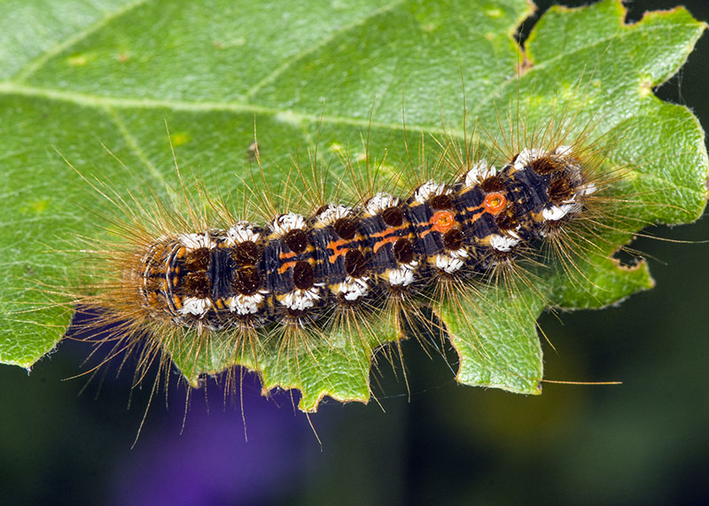 ID bruco: Euproctis (Euproctis) chrysorrhoea